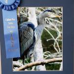 Fun Days Photo Show Winners
