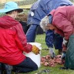 Sorting red potatoes in 2018. Submitted photos