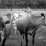 These cows are ready for Farm Week! Submitted photo