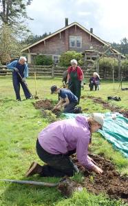 Enjoyable Fall harvest as Hoko River State Park volunteers dig potatoes