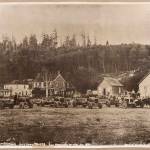 Fleet of Pioneer Logging Trucks 1920. All photos framed in rustic wood frames.