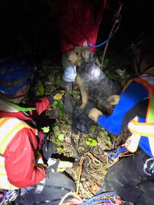 Dog rescued from cliffside