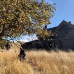 In this Oct. 23, 2019, photo, amateur botanist David Benscoter, of the Lost Apple Project, works in an orchard at an abandoned homestead near Genesee, Idaho. Benscoter and fellow amateur botanist EJ Brandt recently learned that their work in the fall of 2019 has led to the rediscovery of 10 apple varieties in the Pacific Northwest that were planted by long-ago pioneers and had been thought extinct. (AP Photo/Gillian Flaccus)