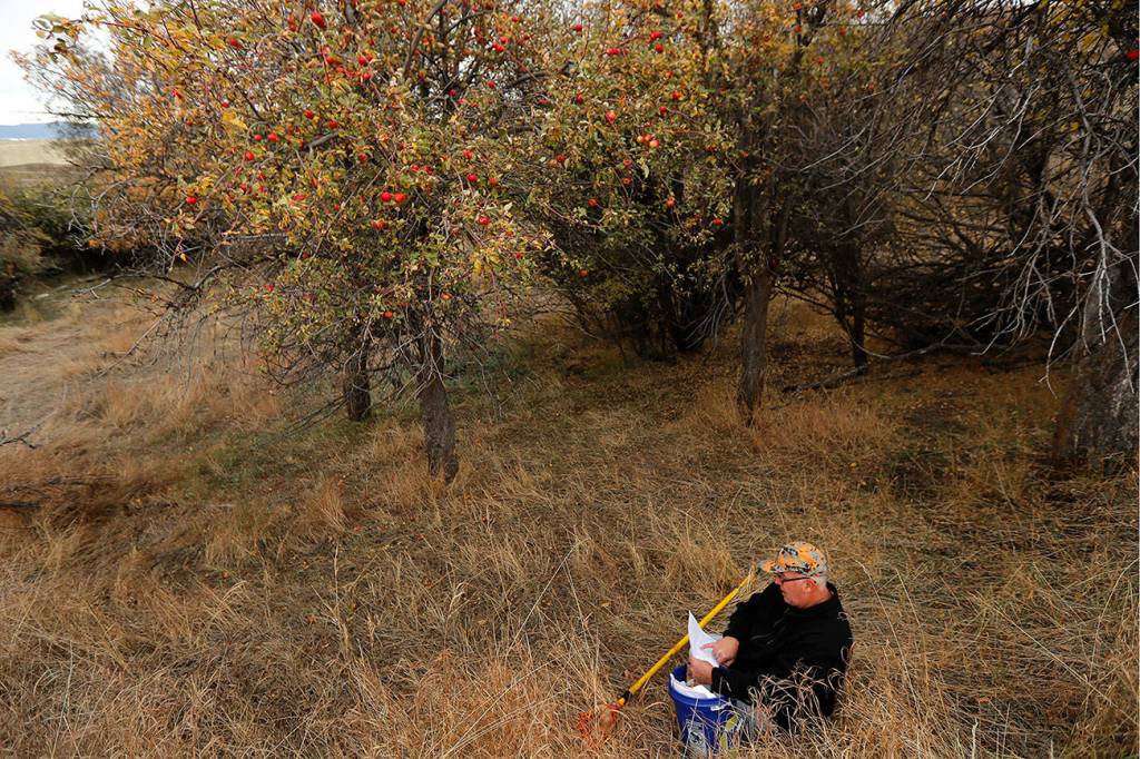 10 pioneer-era apple types thought extinct found in US West