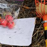In this Oct. 28, 2019, photo, apples collected by amateur botanist David Benscoter, of the Lost Apple Project, rest next to his field notes and an apple picking pole in an orchard at a remote homestead near Pullman, Wash. Benscoter and fellow amateur botanist EJ Brandt recently learned that their work in the fall of 2019 has led to the rediscovery of 10 apple varieties in the Pacific Northwest that were planted by long-ago pioneers and had been thought extinct. (AP Photo/Ted S. Warren)