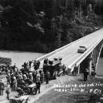 Wildlife: The Bridge