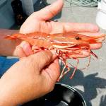 OUTDOORS: Spot shrimp fishery opening later this week