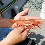 Spot shrimp will be open for recreational harvesting later this week through much of the Strait of Juan de Fuca. (Eric Winter)
