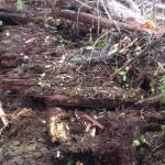 A few years ago this section of puncheon road was unearthed south of Forks. Photo Lucas Larson
