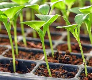 Wildlife: The Garden Diary