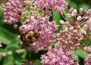 Support Native Bees and Enjoy the Many Benefits