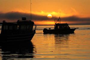Chinook salmon fishing to close in some coastal, Puget Sound areas following successful season