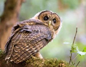 Service seeks public comment on revisions to critical habitat for Northern Spotted Owl