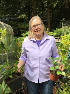 Rosalie Preble has propagated plants from cuttings and other methods for more than 20 years. Join her Zoom presentation Propagating Rhododendrons from Cuttings, on Sept. 10 from noon to 1:00 p.m. to learn more about this topic. Submitted Photo