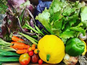 Some of the beautiful produce grown at Wild Forks Farm near Sappho. Submitted Photo