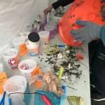 Northwest Olympic Peninsula Fall opportunities