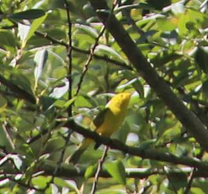 bird