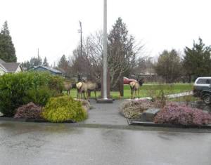 Elk visiting City Hall. Photo Christi Baron