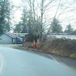 On Sunday morning Calawah Way was closed for an accident investigation. Tire marks and alder trees show the impact of the vehicle. Photo Christi Baron