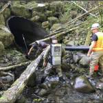 Excavation to the existing culvert (bottom right) underneath the new Canyon Creek Bridge.
Peninsula Environmental Group performing fish capture and removal in the Canyon Creek work area. Photos FHWA