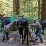 Volunteer packers Harold and Larry with Back Country Horsemen remove many bundles containing the crews gear from a mule after a 17-mile ride to the backcountry worksite.
