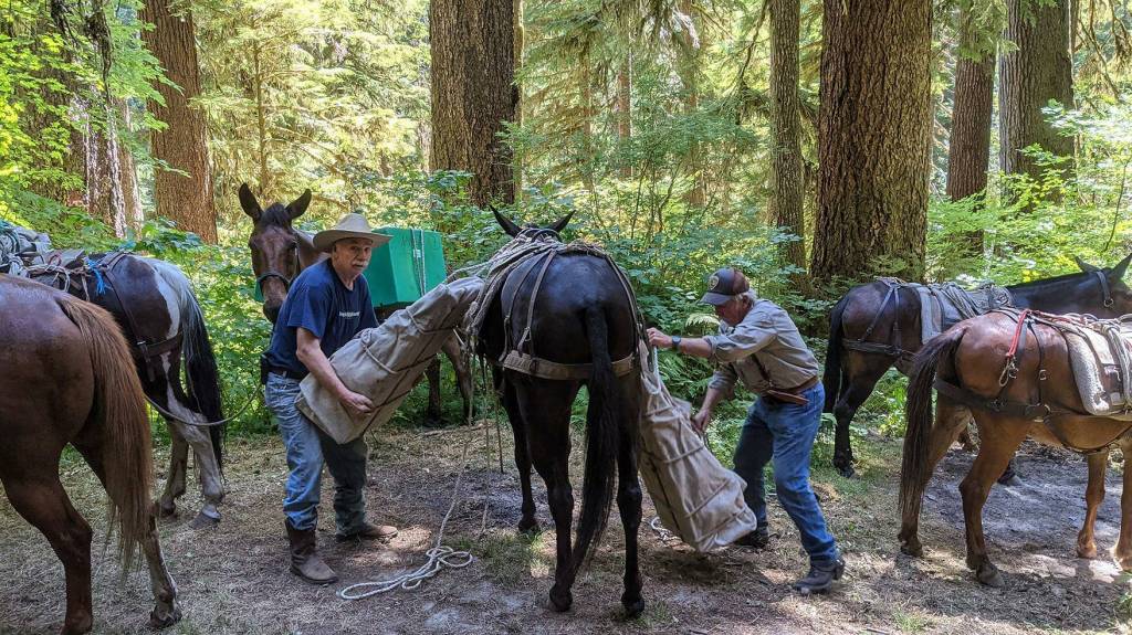 Volunteer packers Harold and Larry with Back Country Horsemen remove many bundles containing the crews gear from a mule after a 17-mile ride to the backcountry worksite.