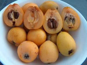 Loquat trees that flower in autumn or early winter and produce ripened fruit from early spring to early summer can be grown locally. Learn more, Thursday, October 14th from noon to 1 p.m. by attending Tom Del Hotals Zoom presentation. Submitted photo