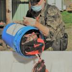 Wayne Haag, President of the Pacific Coast Salmon Coalition, empties carcasses into a tote to be strewn along local streams to add important nutrients to the water especially for insects which young salmon smolts will feed on.