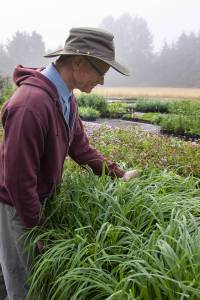 Native Plants in the Landscape is the topic of botanist Dave Allens Zoom presentation, Thursday, Feb. 10, noon – 1 p.m. via Zoom as part of the Clallam County Master Gardeners Green Thumb educational series. Photo by Dave Allen
