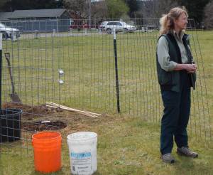 Shirley Lorentz, US Forest Service, describes the process of planting the two elms that will call Tillicum Park home. City of Forks crew members had prepared the area and Lorentz was assisted in planting by Matt Perry, WA - DNR. No watering was needed …it started raining just as the planting began. Two additional Elms were also planted near the Forks Elementary School.