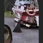 Pirates and a shark fin.