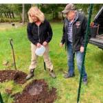 Shirley Lorentz and Glenn King finish planting and watering an American elm seedling north of the Elks Lodge on Merchant Road in Forks. Submitted photo