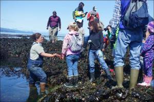 Explore tidepools in Clallam Bay with Feiro Marine Life Center and NOLS. Submitted Photo