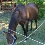 Twenty-nine-year-old Ruby the horse was hanging out in the shade ready to get some pets.