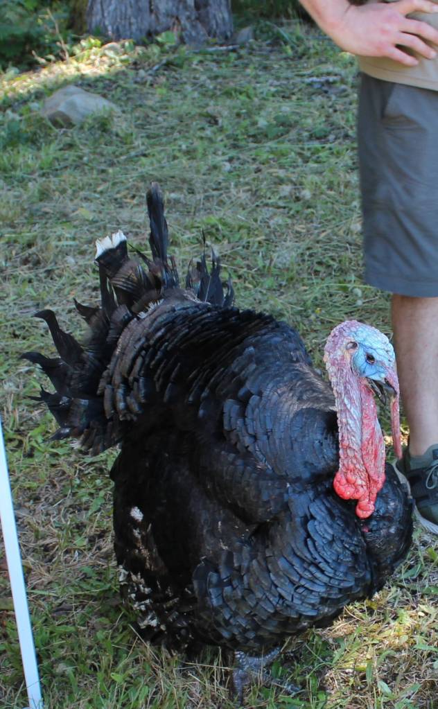 Petrie the Turkey was not baking in the sun as he also found a bit of shade along with his girlfriend Butterball. Petrie and Butterball were also available for petting. Butterball is not pictured.