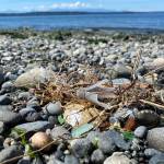 Beach litter at Discovery Park in Seattle includes a plastic shotgun wad, pieces of glass (green), a metal bottle cap (right foreground) and a piece of brick (far right). Volunteers surveys showed that non-plastic items like metal, glass and cement are more common on Puget Sound beaches than on the outer coast. Researchers say this suggests most of the litter in Puget Sound is generated locally. Credit: Kathy Willis/University of Washington