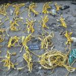 These pieces of twine were collected in 2014 on Hobuck Beach on the Washington coast. Analysis of volunteer surveys from 2017 to 2021 shows that beaches have sticky zones where both organic material and litter tends to accumulate. Credit: Nancy Messmer/COASST