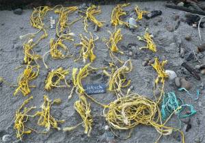 These pieces of twine were collected in 2014 on Hobuck Beach on the Washington coast. Analysis of volunteer surveys from 2017 to 2021 shows that beaches have sticky zones where both organic material and litter tends to accumulate. Credit: Nancy Messmer/COASST