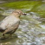 An American Dipper catches food in a western stream. Images courtesy of Christopher Tonra.