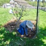 Carol Ron weeds around trees on the east side of the orchard.