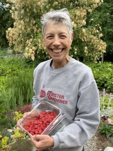Find out how to prepare your cultivated berriesstrawberries, raspberries, blackberries, and blueberriesfor fall and winter. Join Master Gardener and berry enthusiast Jeanette Stehr-Green for the Digging Deeper Saturdays presentation Fall and Winter Berry Care, Saturday, Aug. 19, from 10:30 a.m. to 12 p.m. at the Woodcock Demonstration Garden. (Photo by Stan Slade on Unsplash).