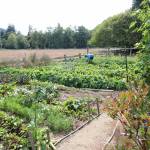Volunteers at work in Kitchen Garden.