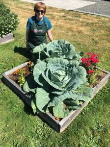 If you are a newcomer or gardening newbie, find out how to avoid common gardening pitfalls and mistakes in our mild climate. Join Master Gardener Margery Whites for the Digging Deeper Saturday presentation Gardening for Newcomers to the North Olympic Peninsula, Saturday, September 16, from 10:30 a.m. to 12 p.m. at the Woodcock Demonstration Garden.