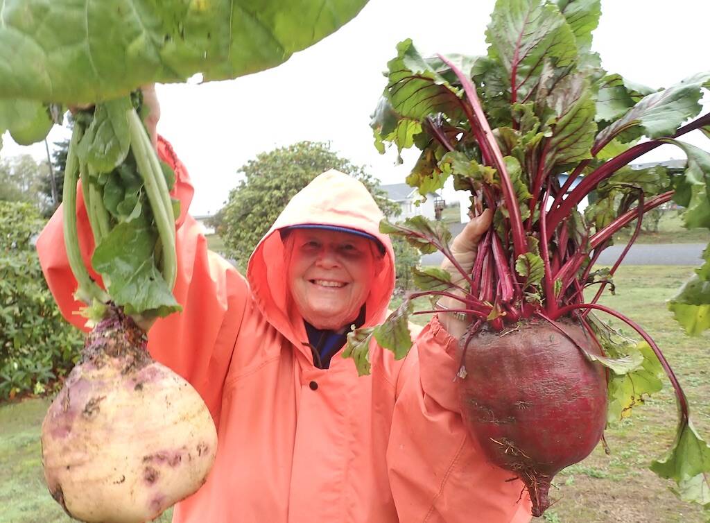 Nancy Messmer of Clallam Bay shared this photo last week of these huge vegetables, a rutabaga and a beet. Nancy said, We are going to cut them up, roast them in oven with olive oil, and take two dishes to the Friday Seniors lunch at noon at the Sekiu Community Center. Hope they taste good. Submitted photo