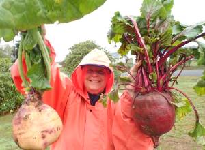 Nancy Messmer of Clallam Bay shared this photo last week of these huge vegetables, a rutabaga and a beet. Nancy said, We are going to cut them up, roast them in oven with olive oil, and take two dishes to the Friday Seniors lunch at noon at the Sekiu Community Center. Hope they taste good. Submitted photo