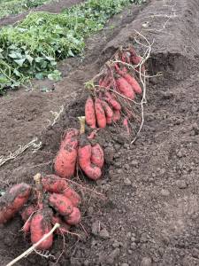 Tired of growing the same old spuds? Find out how you can grow your own sweet potatoeslike this Georgia Jet varietywest of the Cascades! Join WSU Clallam County Extension Regional Horticulture Specialist Laurel Moulton for the Green Thumb Education Series presentation Growing Sweet Potatoes, Thursday, December 14th, 12-1 at the Port Angeles Library. (Photo by Laurel Moulton)