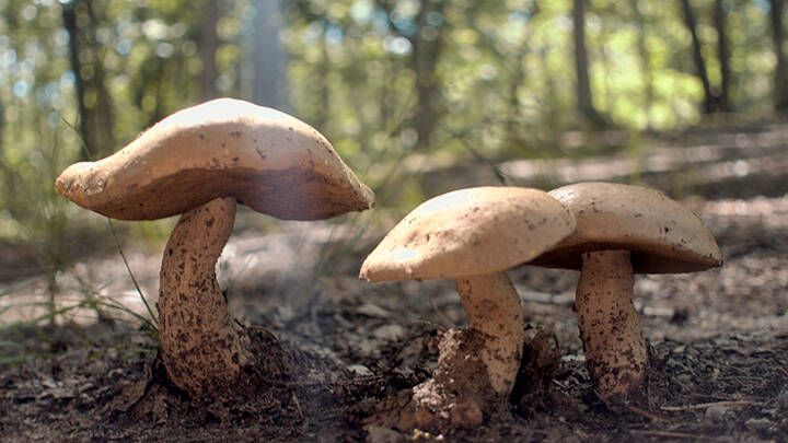 Freshly sprung after the rain, this trio of mushrooms bask in the afternoon sun.
