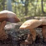 Freshly sprung after the rain, this trio of mushrooms bask in the afternoon sun.