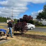 Assisting Richard was Pastor Warren Johnson who did some shovel work around the Smoke Bush that was planted in memory of Marine Pfc. Jason Hanson. Jason died July 29, 2006, Serving During Operation Iraqi Freedom. The Smoke Bush will remain as well as another tree at the other end of the raised bed.