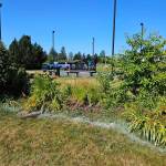 A before photo of the area to be spruced up with a raised brick bed. Photo Janet Hughes